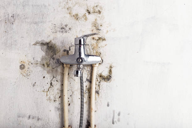Reliable Dawson Springs, KY Mold Remediation Solutions