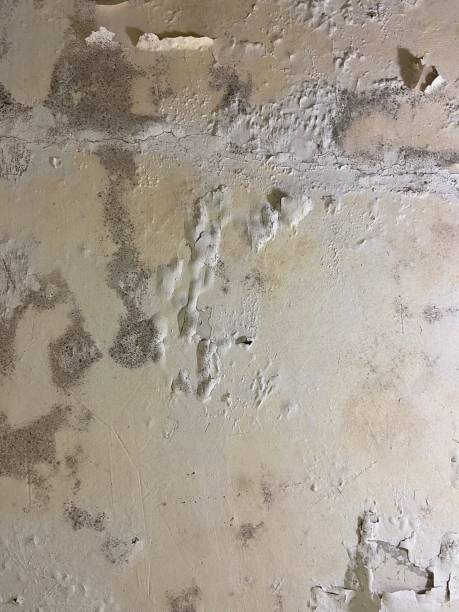 Best White Mold Remediation in Dawson Springs, KY