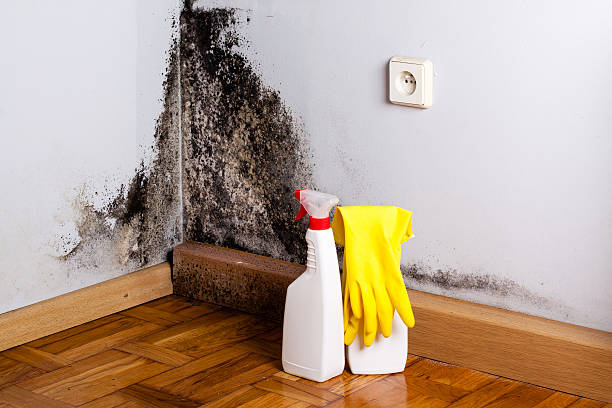 Best Mold Remediation for Specific Building Types in Dawson Springs, KY